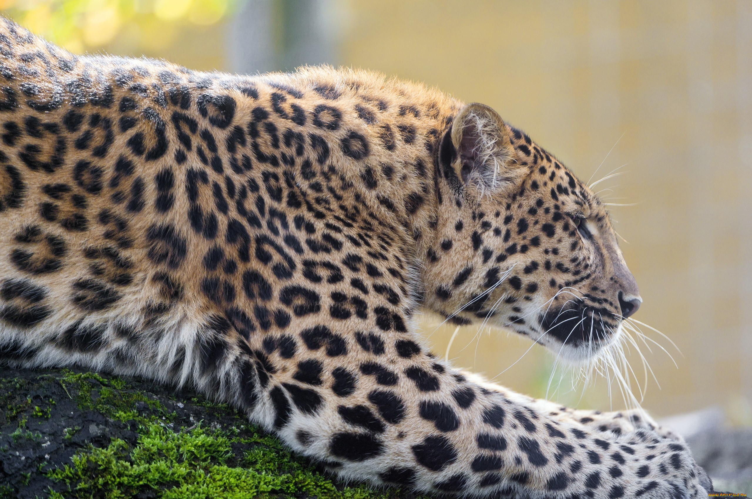 Животные с пятнами. Переднеазиатский леопард. Зеленчатый леопард. Берберийский леопард. Яванский леопард.